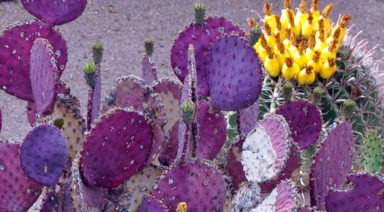 The Zone of Silence: An Ancient Mystery of Old Mexico