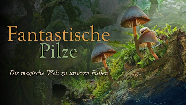 8409dd96 3655 43a6 8211 62635fd329cc