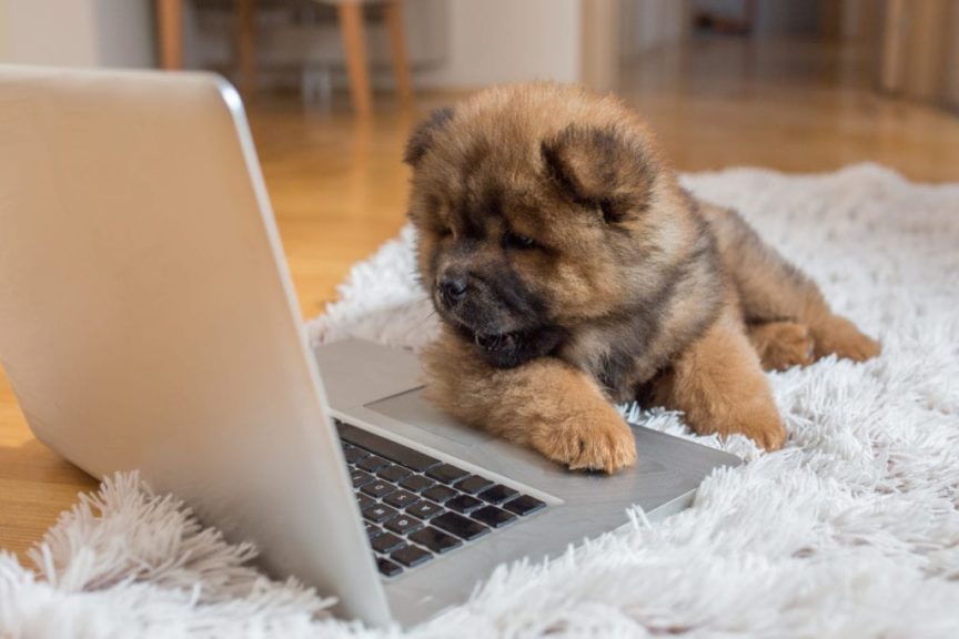 Curious puppy lying on the floor and looking at laptop