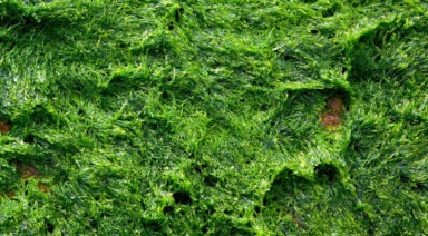 Algas: Superalimento al poder