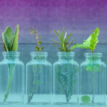 Science Behind Why Essential Oils Have Power to Heal