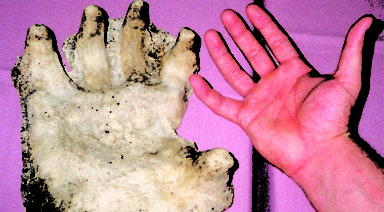 What is Cryptozoology?