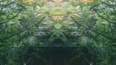 Gaia's Top 10 Videos On Plant Medicine and Psychedelics