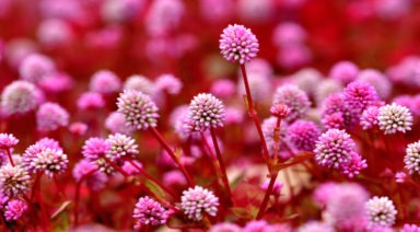 The Wonderful Benefits of Japanese Knotweed