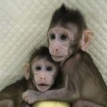 China Successfully Clones Monkeys; Are Humans Next?
