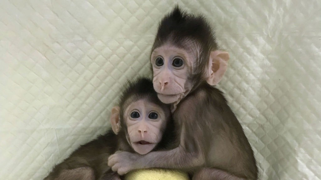 China Successfully Clones Monkeys; Are Humans Next?