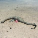 Strange Creature Washes Ashore in Georgia, Baffles Scientists