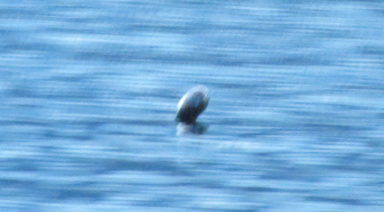 3 New Sightings Confirm Ogopogo Lake Monster in British Columbia