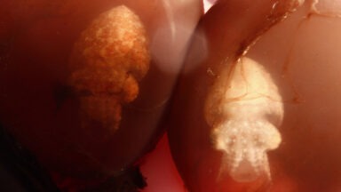 NASA's James Webb Telescope Can Detect Alien Biosignatures in 60 Hours