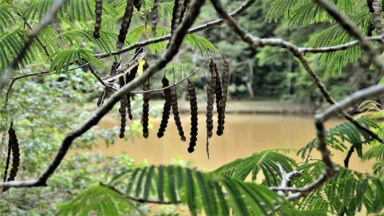 An Ancient Psychedelic Brew & Metal Found in an Elongated Skull