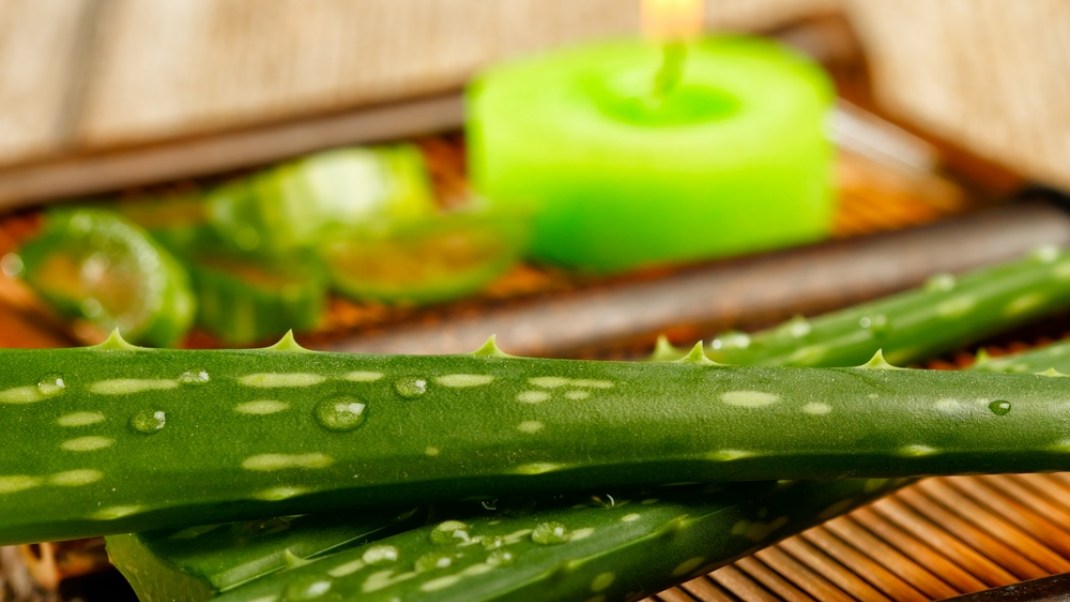 5 Ways Aloe Heals the Body and the Belly Gaia