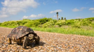 3 Benefits of Slowing Down