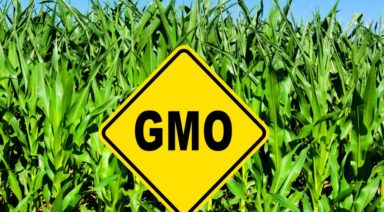 Are GMOS Detrimental to Health & Reproduction?