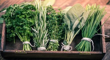 What is Plant Spirit Medicine?