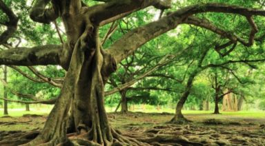 The Many Branches of the Tree of Life