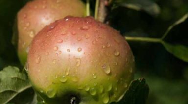 How Your Soul Experiences Taste