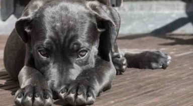 Animals and Universal Consciousness