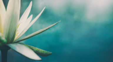 What is Ahimsa and How to Practice It in Everyday Life