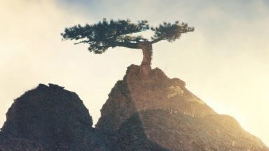 Las ramas del árbol del yoga