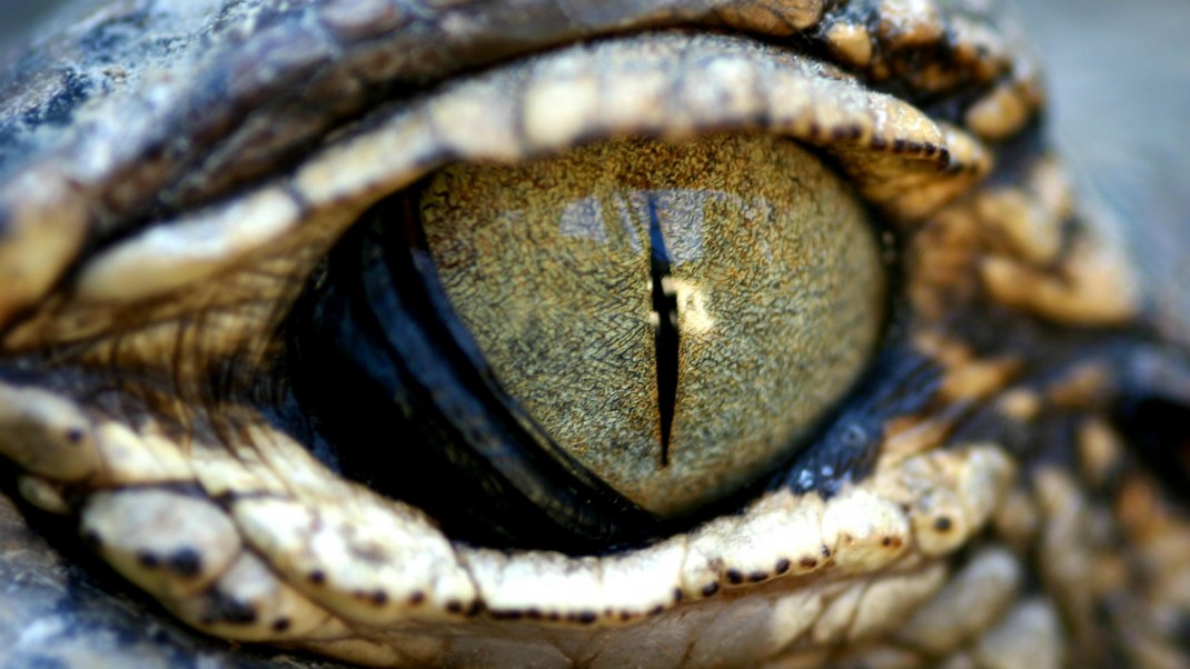 Image result for illuminati lizard beings