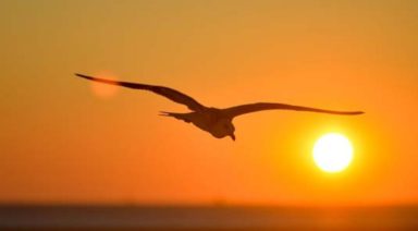 Suicide and the Superficial Self