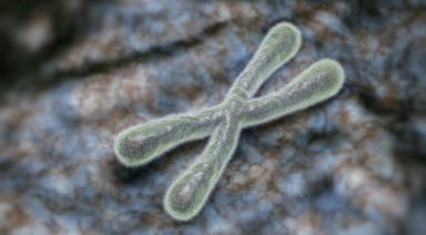 What are Telomeres?