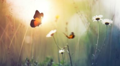 Transformation Through the Alchemy of Love