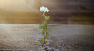 Der Weg des Erwachens