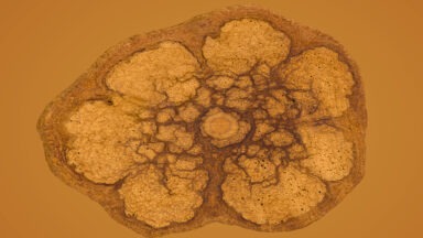 Study Finds Ayahuasca Affects Epigenetic Gene Expression