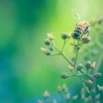 Five Proof Points That the Birds and Bees are Conscious