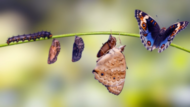 Von der Ohnmacht zur Selbstwirksamkeit: Mein Weg durch Trauma und Heilung