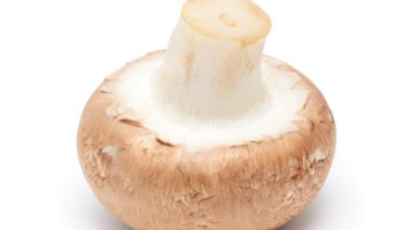 Agaricus Blazei, the Healing Mushroom of the Gods