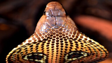 Could Cobra Venom Replace Opioids in Treating Chronic Pain?