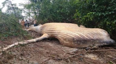 Dead Humpback Whale Found in Amazon Jungle Baffles Scientists
