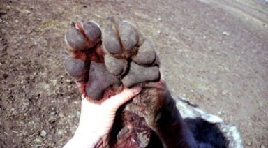 Cryptozoologists Say Mysterious Canine Shot in Montana is Dogman