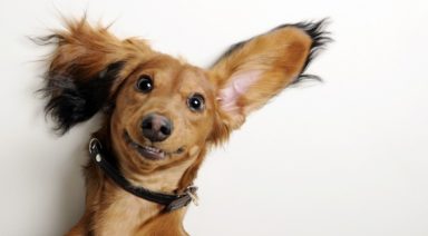 Can Holistic Health Care Give Your Pet a Longer, Healthier Life?