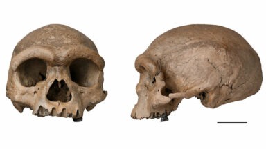 Is the 'Dragon Man' Skull Actually a New Human Ancestor?