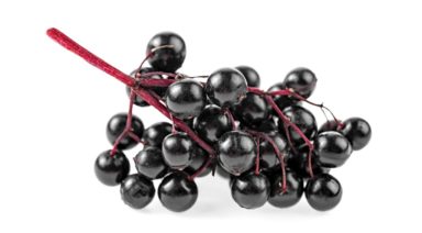 Gaia Herbal 101: The Powerful Elderberry