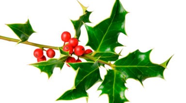 4 Propuestas para un fin de año Mindfulness