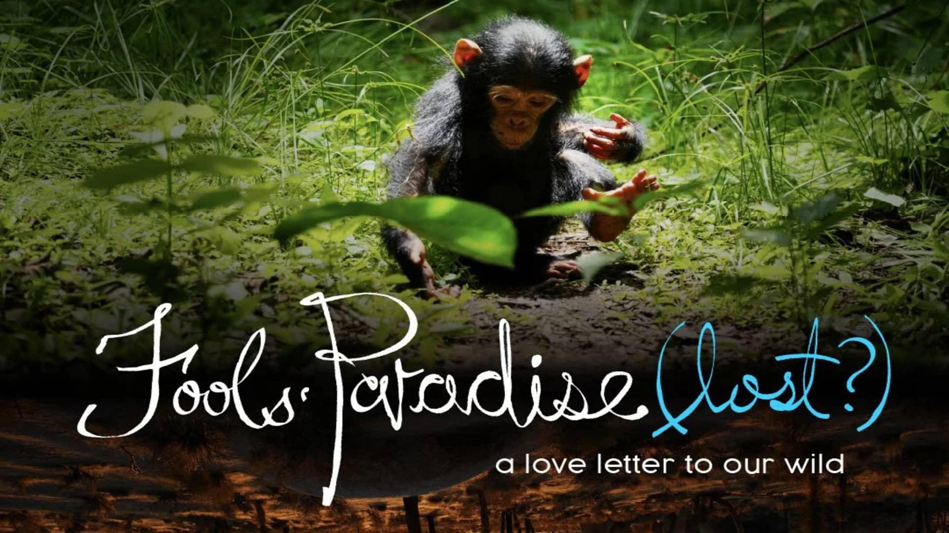 fool paradise