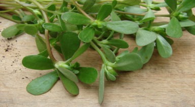 The Herb Purslane Is A Nutritional Powerhouse