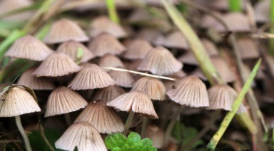Oregon Moves to Legalize Magic Mushrooms With 2020 Ballot Measure
