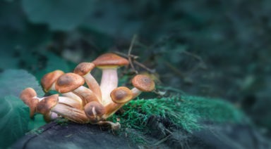 FDA Gives Psilocybin Clinical Studies Breakthrough Therapy Status