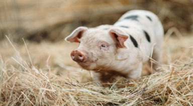Smarter Than a Fifth Grader; Are Pigs Smarter Than We Think?