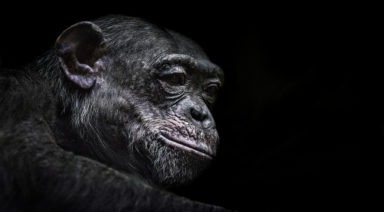 Scientists Just Inserted a Human Intelligence Gene Into Monkeys