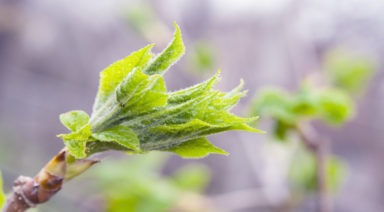 Enliven Your Mind With Eleuthero And Caprylic Acid