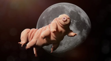 Scientists Propose Splicing Tardigrade DNA with Humans'