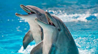 Deciphering The Order of the Dolphin; A Plan for Alien Contact