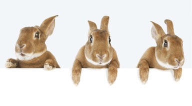 Beyond the Easter Bunny: The True Origins and History of Easter