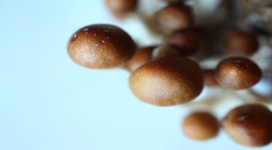 Micro-Dosing Psychedelics Appears to Boost Creativity Says Study